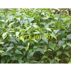 cây giống chè vằng