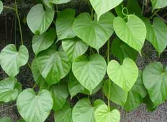 cây giống khoan cân đằng