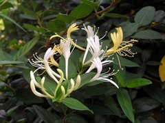 cây giống kim ngân