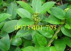 Cây giống thìa canh 