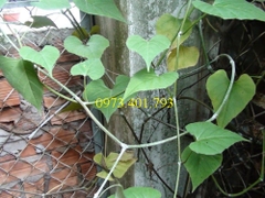 cây giống chìa vôi