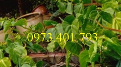 cây giống chìa vôi