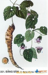 Hạt Giống Cây Đẳng Sâm
