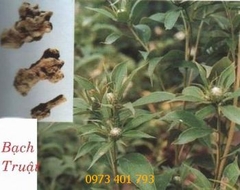 Hạt Giống Cây Bạch Truật