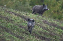 Địa chỉ cung cấp lợn mán lợn mường tại Hải Dương