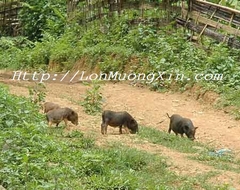 Lợn Mán xịn từ A-Z , bán lợn Mán xịn tại Hà Nội