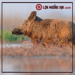 Mua lợn rừng nguyên con ở Hà Nội có dễ không?