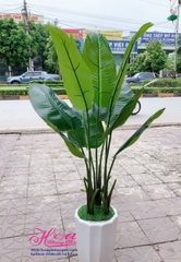 Cây chuối cảnh