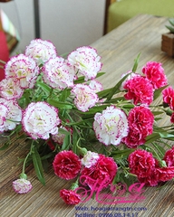 Hoa cẩm chướng mẫu 1 - HC243