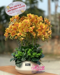 Bình hoa Phong lan vàng cam đẹp