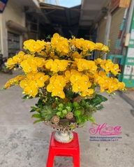 Bình hoa Phong lan vàng đẹp