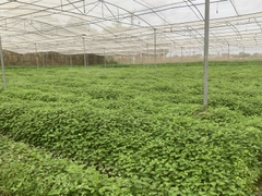 BỘT DIẾP CÁ VFARM