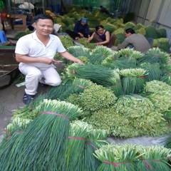 SẢN PHẨM GIA VỊ HÀNH LÁ, HÀNH CỦ:  TƯƠI - SẤY LẠNH - NGHIỀN BỘT 