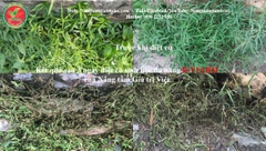 Diệt cỏ sinh học đa năng của Nâng tầm giá trị Việt
