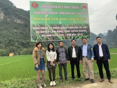 MỲ GẠO ĐEN RAU, CỦ VFARM