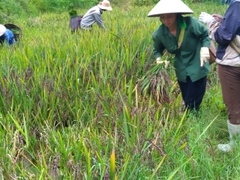 MỲ GẠO ĐEN RAU, CỦ VFARM