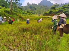 TRÀ MẦM GẠO ĐEN VFARM