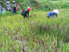 NUI GẠO ĐEN RAU, CỦ VFARM