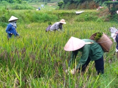 MỲ CHŨ GẠO ĐEN RAU CỦ VFARM