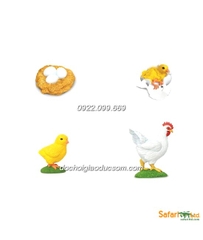 Mô hình Safari - Vòng đời gà trứng