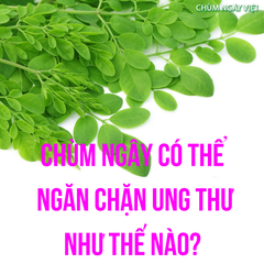 Tác dụng của chùm ngây đối với người bị ung thư