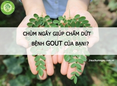 Chùm ngây sẽ chấm dứt căn bệnh Gout của bạn?