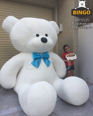 Gấu Bông Teddy Khổng Lồ