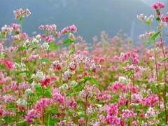 Hoa tam giác mạch nở rộ tại Mộc Châu