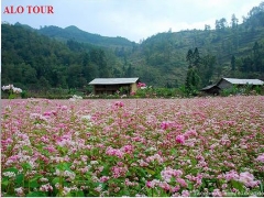 Mùa hoa Tam giác mạch trên cao nguyên đá Đồng Văn