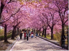 Tour Hải Phòng - Hàn Quốc 5 ngày - 4 đêm