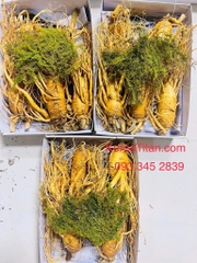 Nhân sâm tươi - Loại 5 cũ đẹp thân dài đẹp (1 Kg) Nhân sâm tươi - Loại 5 cũ đẹp thân dài đẹp (1 Kg)