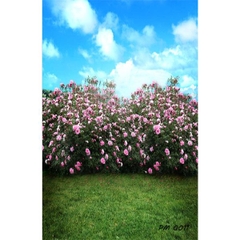 Phông nền 3D chụp trong studio mã số PM--0011 Phông nền 3D chụp trong studio mã số PM--0011