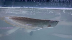 NGÂN LONG SIZE 10-11 ( HÌNH THỰC TẾ TẠI TRẠI )