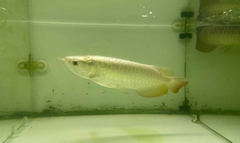 CÁ RỒNG BỐI FULL LƯNG ÁNH KIM SIZE 22-25