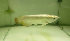 CÁ RỒNG BỐI FULL LƯNG ÁNH KIM SIZE 22-25