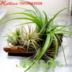 CÂY KHÔNG KHÍ TUYỆT ĐẸP XUẤT HIỆN TẠI SÀI GÒN - MỘT THẾ GIỚI