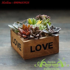 Hộp gỗ Vuông Love1 - Terrarium AquaGarden