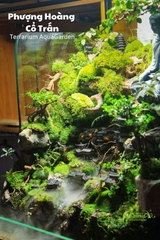 Terrarium 86 - Phượng Hoàng Cổ Trấn