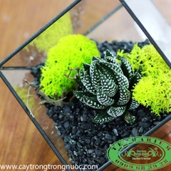 Terrarium 50 - Vươn Mình