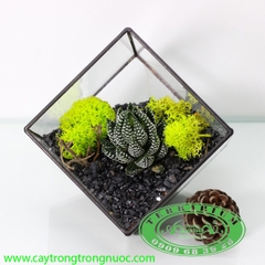 Terrarium 50 - Vươn Mình