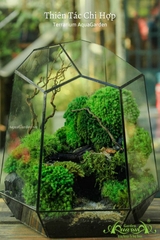 Terrarium 25 - Thiên Tác Chi Hợp