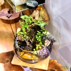 Terrarium 74 - Thất Sơn Cảnh