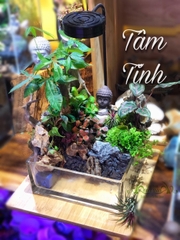 Terrarium 77 - Tĩnh Tâm