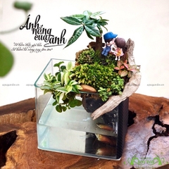 Terrarium 06 - Ánh Nắng Của Anh