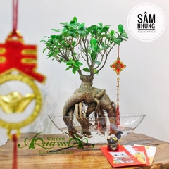 Sâm Nhung 05 - Cây Thủy Canh