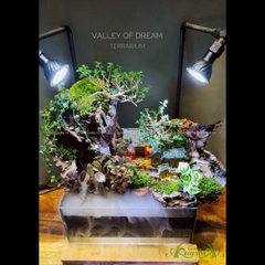 Terrarium 70 - Valley of Dream