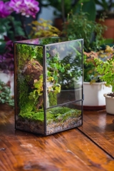 Terrarium 122 - Beauty Of Ecosystem