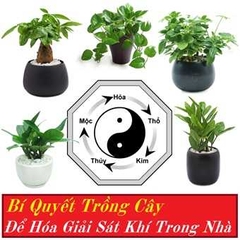 Bí quyết trồng hoa và cây cảnh để hóa giải sát khí trong nhà