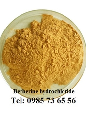 bán Berberine HCl, berberine chloride, Berberine hydrochloride bán Berberine HCl, berberine chloride, Berberine hydrochloride
