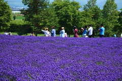 Du lịch phía bắc Nhật Bản - Hokkaido (5 Ngày 4 Đêm)